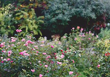 Rose Greely Garden