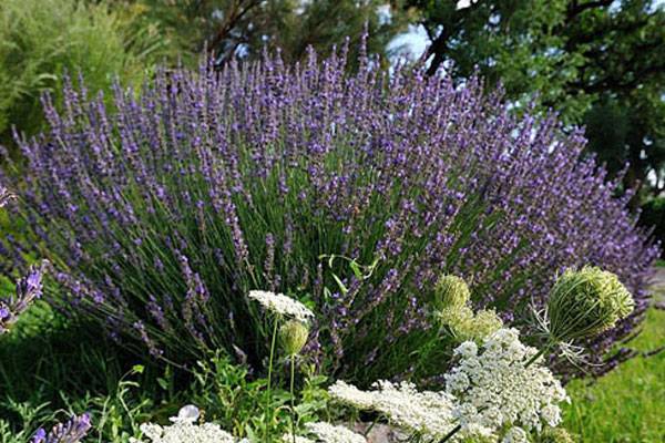 Organic Lavender & Farm