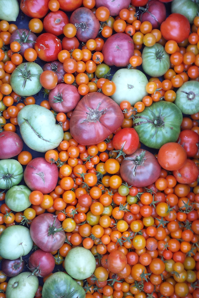Colorful display of fresh tomatoes