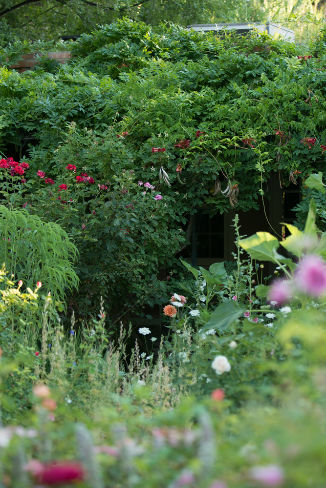 Green luscious Rose Greely gardens