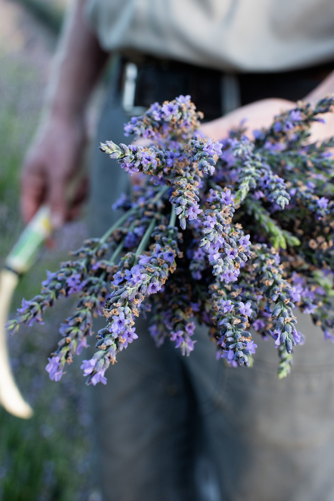 Lavender Bundle