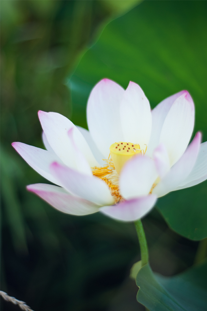 lotus flower