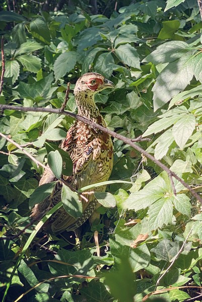 Pheasant in leaves