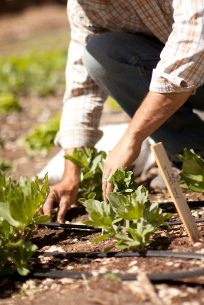 farmer tending plants in the field