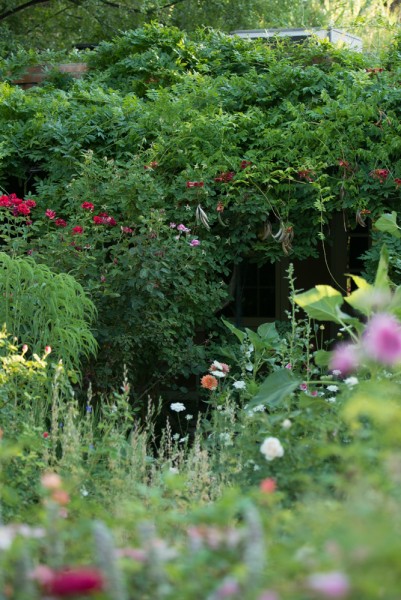 Green luscious Rose Greely gardens