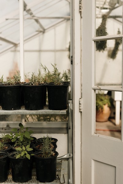 inside of greenhouse with seedlings