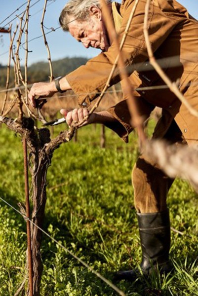 Vega Sicilia barrel 