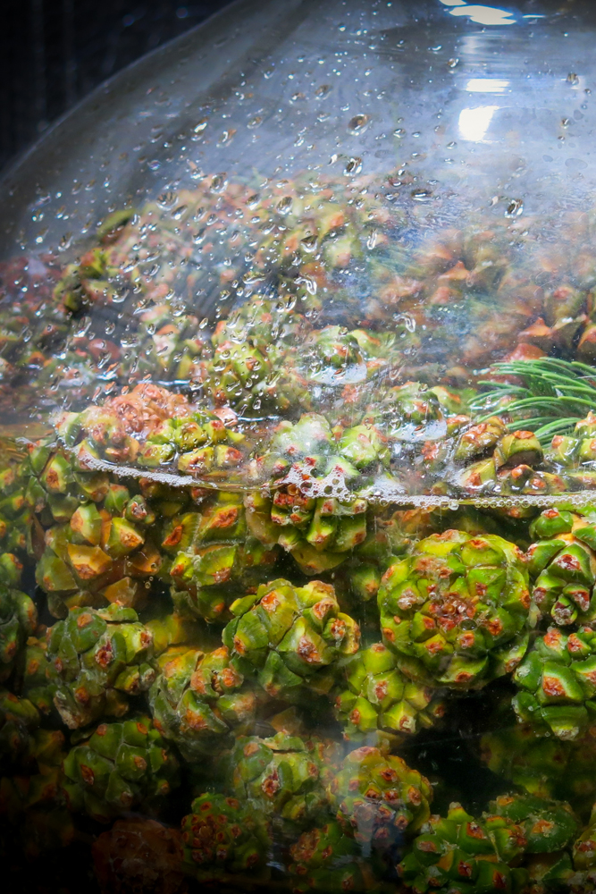 pinon distillation